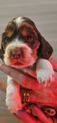 Les chiots de Cocker Spaniel Anglais