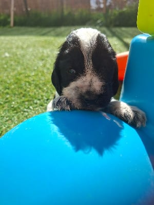 Les chiots de Cocker Spaniel Anglais