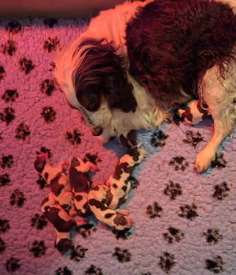 Les chiots de Cocker Spaniel Anglais