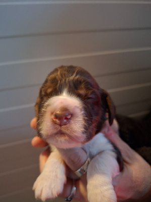 Les chiots de Cocker Spaniel Anglais