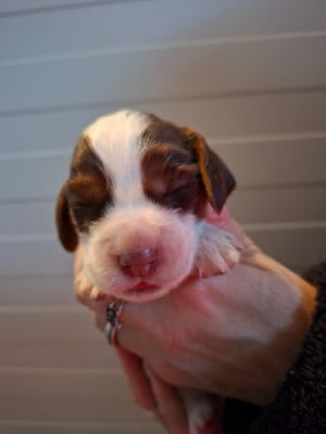 Les chiots de Cocker Spaniel Anglais