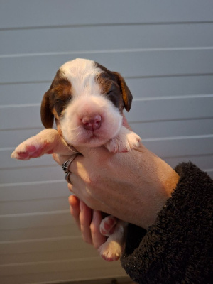 Les chiots de Cocker Spaniel Anglais