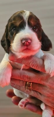 Les chiots de Cocker Spaniel Anglais