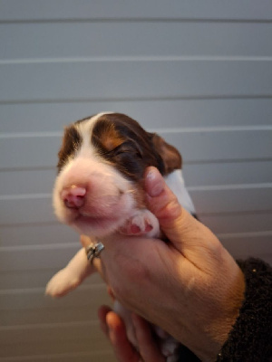Les chiots de Cocker Spaniel Anglais