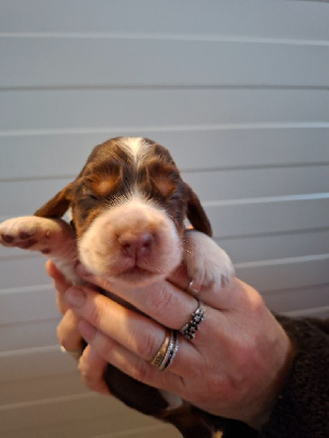 Les chiots de Cocker Spaniel Anglais