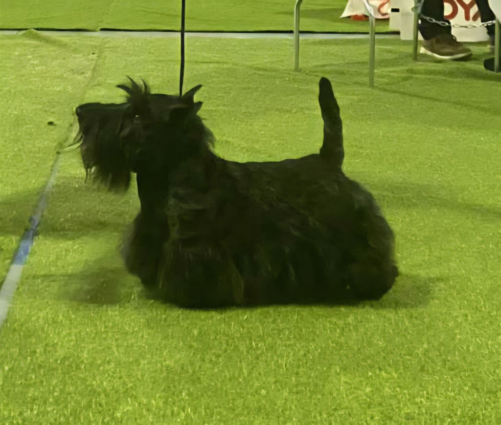 CH. U 2 du  moulin  de mac  gregor