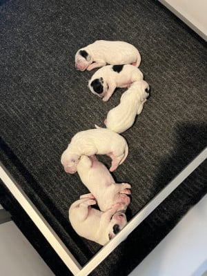 Les chiots de Setter Anglais