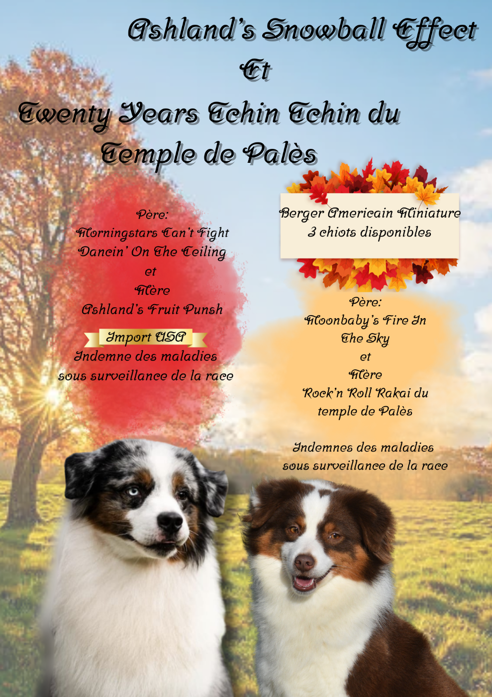 Berger Américain Miniature  - Of Betty's Memory