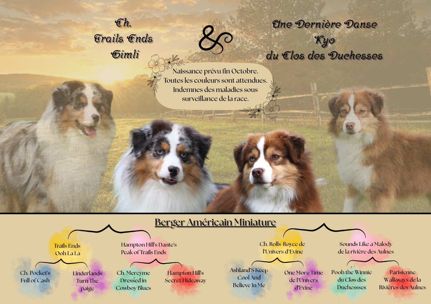 Berger Américain Miniature  - Of Betty's Memory