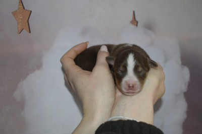 Les chiots de Berger Américain Miniature