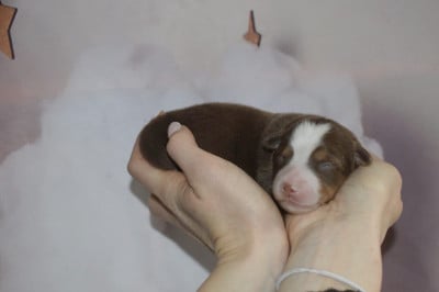 Les chiots de Berger Américain Miniature