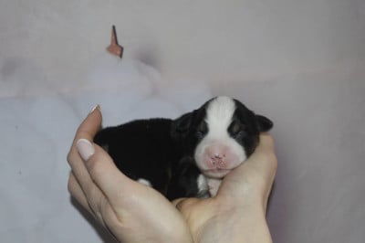 Les chiots de Berger Américain Miniature