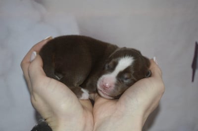 Les chiots de Berger Américain Miniature