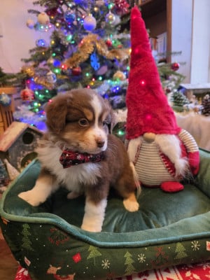 Les chiots de Berger Américain Miniature