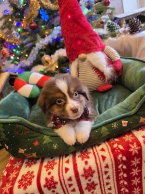 Les chiots de Berger Américain Miniature