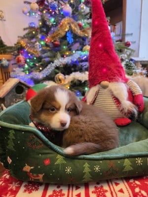 Les chiots de Berger Américain Miniature