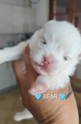 Les chiots de Spitz allemand