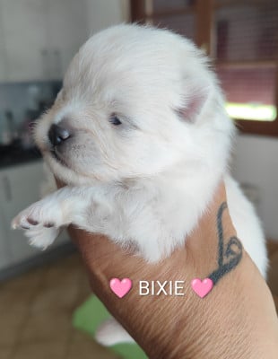Les chiots de Spitz allemand
