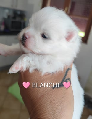Les chiots de Spitz allemand