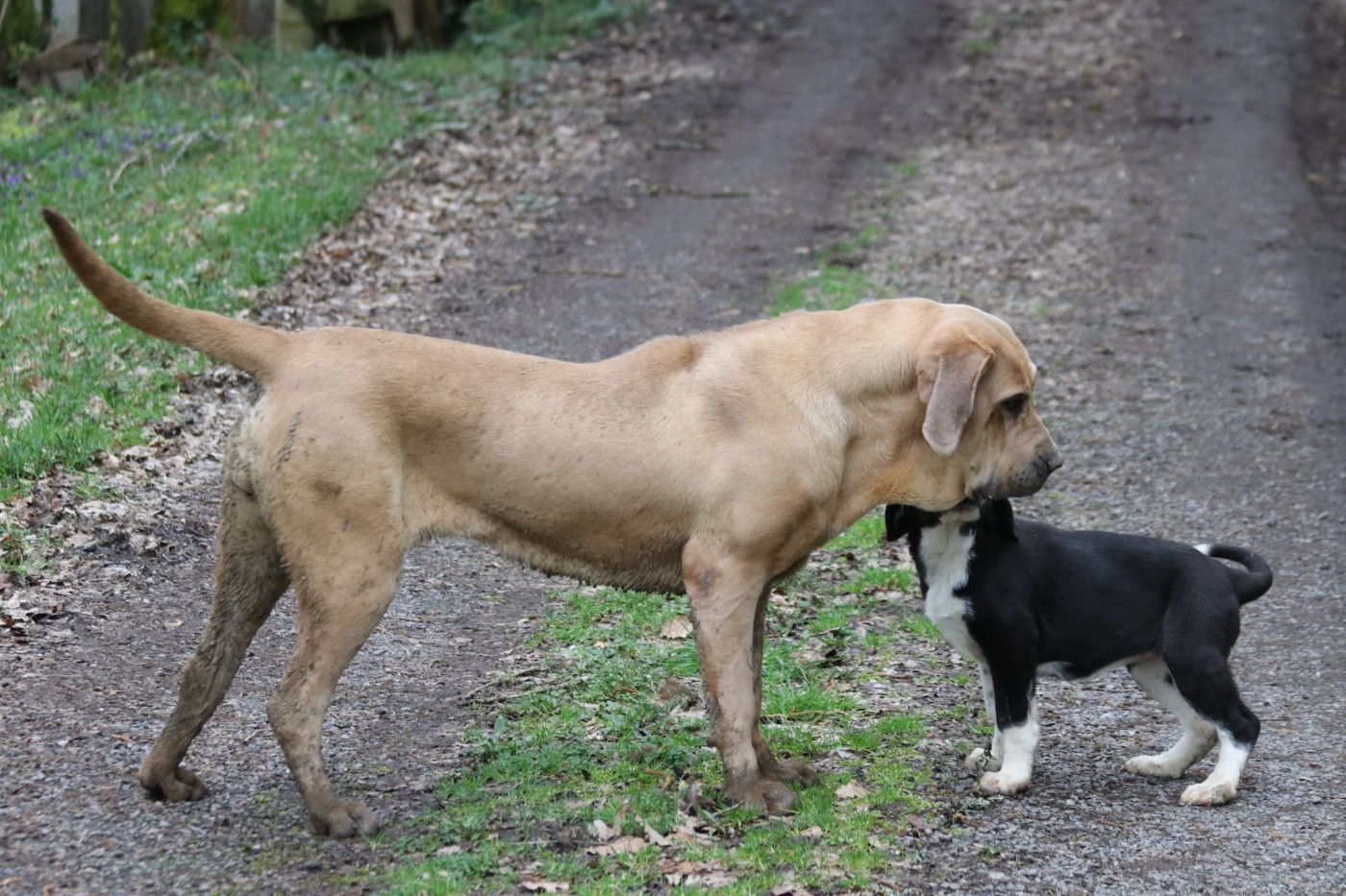 Adisha du Clan des Brésiliens