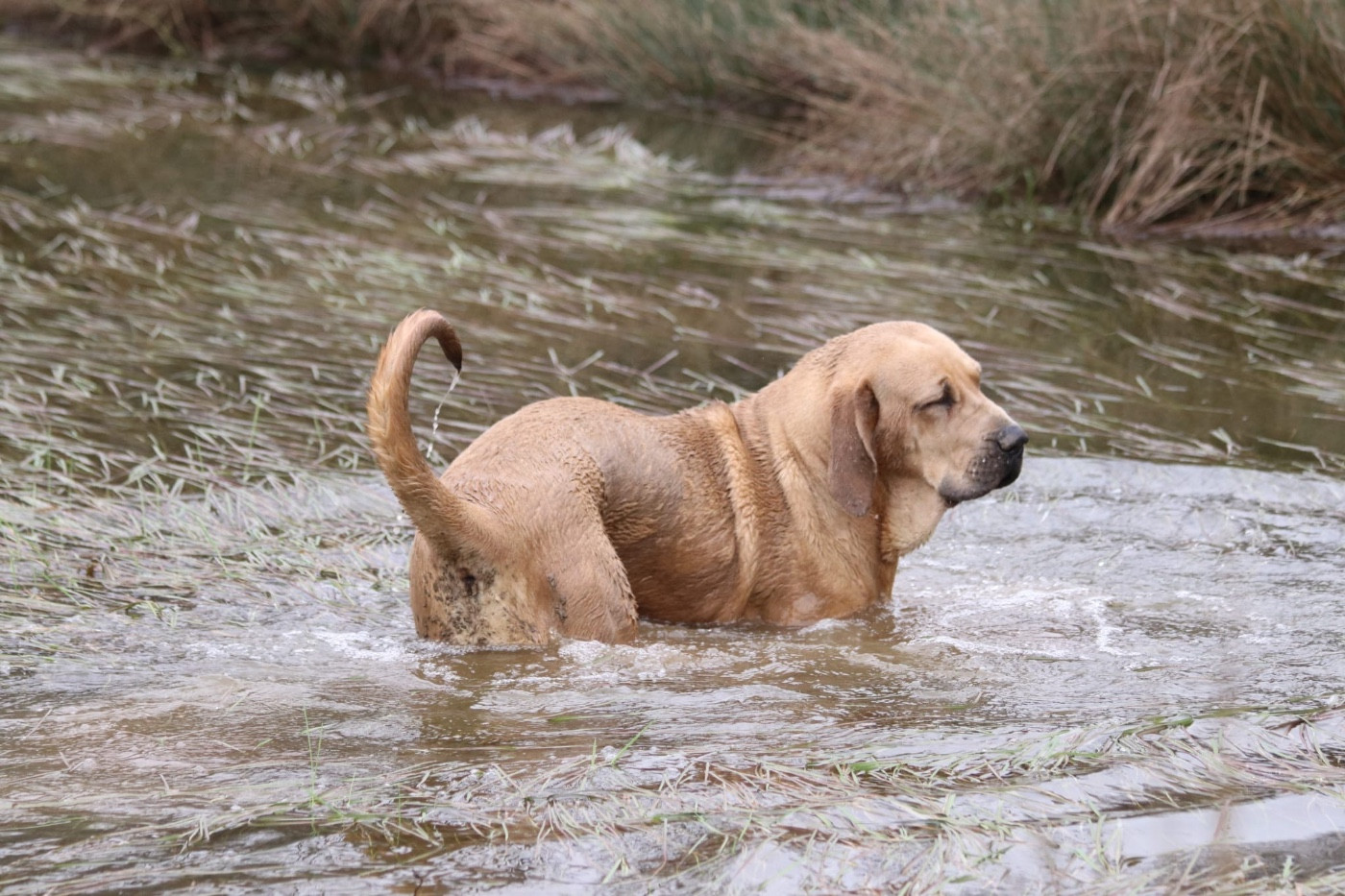 Adisha du Clan des Brésiliens