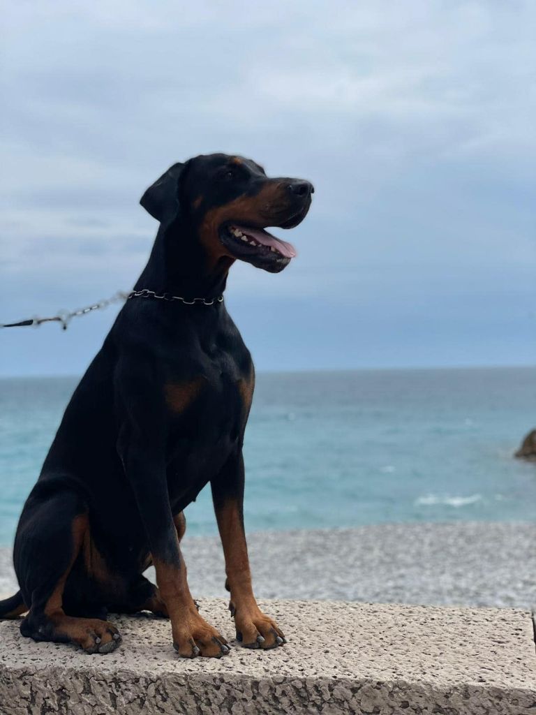 Publication : (Sans Affixe)