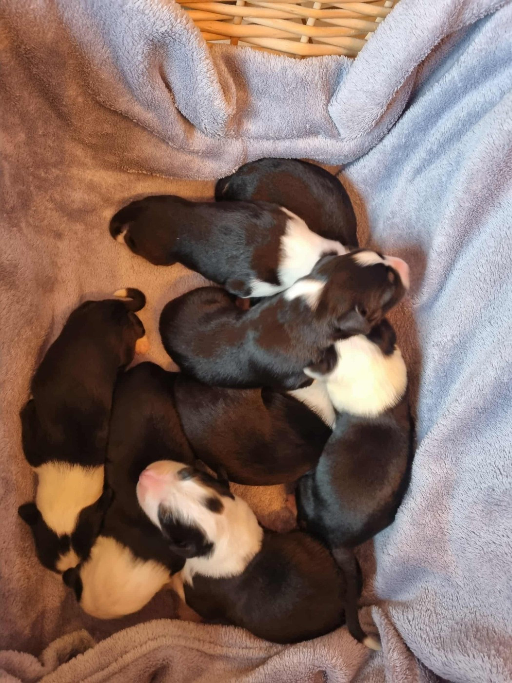 CHIOT 5 - Bearded Collie