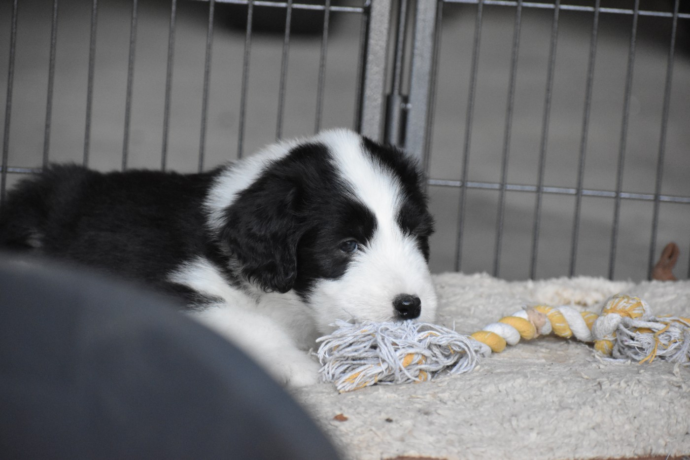 ADAGIO - Bearded Collie