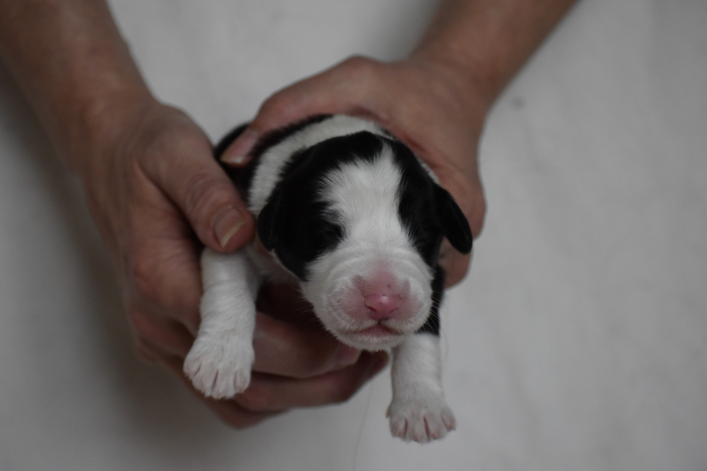 Chiot N°2 - Bearded Collie
