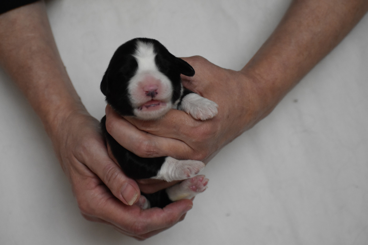 Chiot N°3 - Bearded Collie