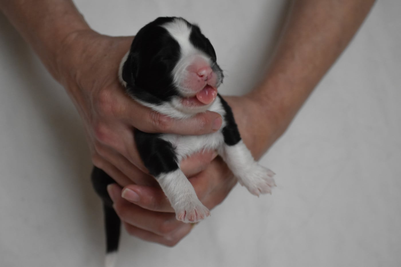 Chiot N°4 - Bearded Collie