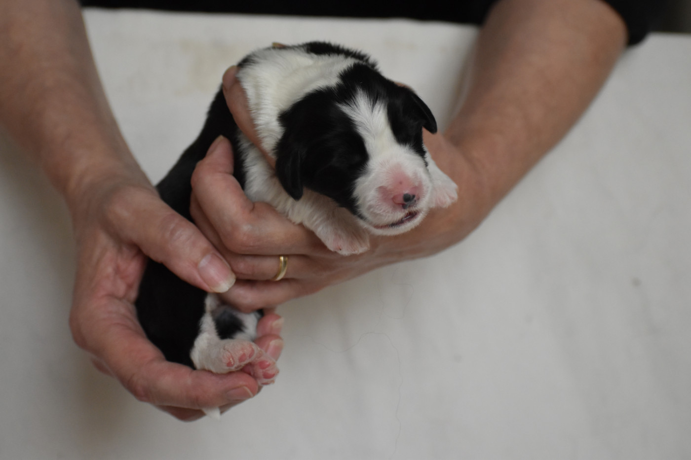 Chiot N°6 - Bearded Collie
