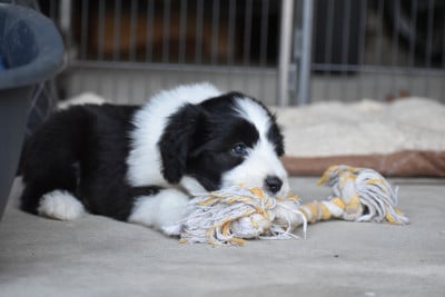 Les chiots de Bearded Collie