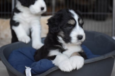 Les chiots de Bearded Collie