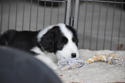 Les chiots de Bearded Collie