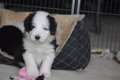 Les chiots de Bearded Collie