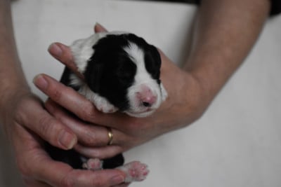 Les chiots de Bearded Collie