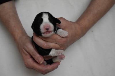 Les chiots de Bearded Collie