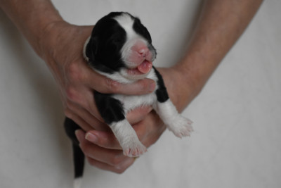 Les chiots de Bearded Collie