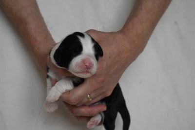 Les chiots de Bearded Collie