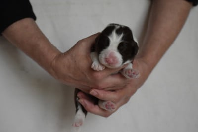 Les chiots de Bearded Collie