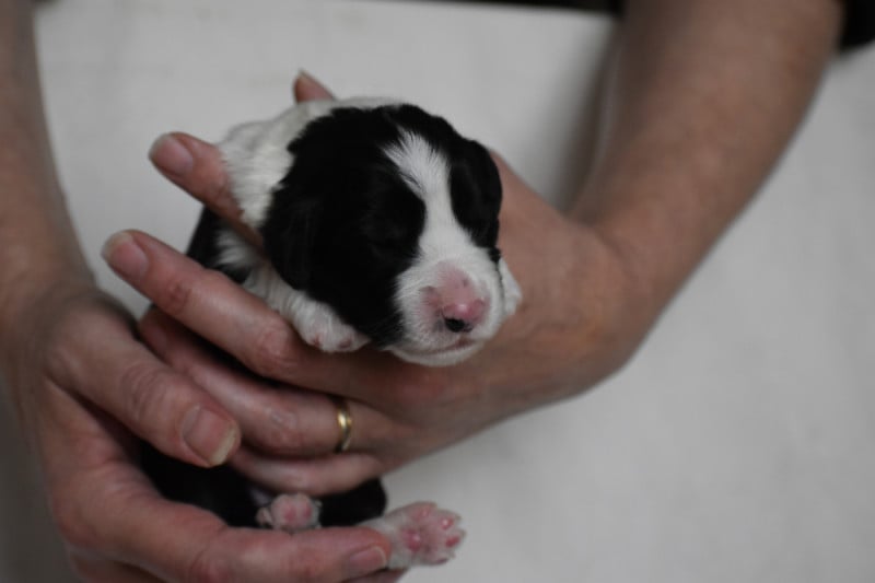 Bearded Collie - De Vauboison