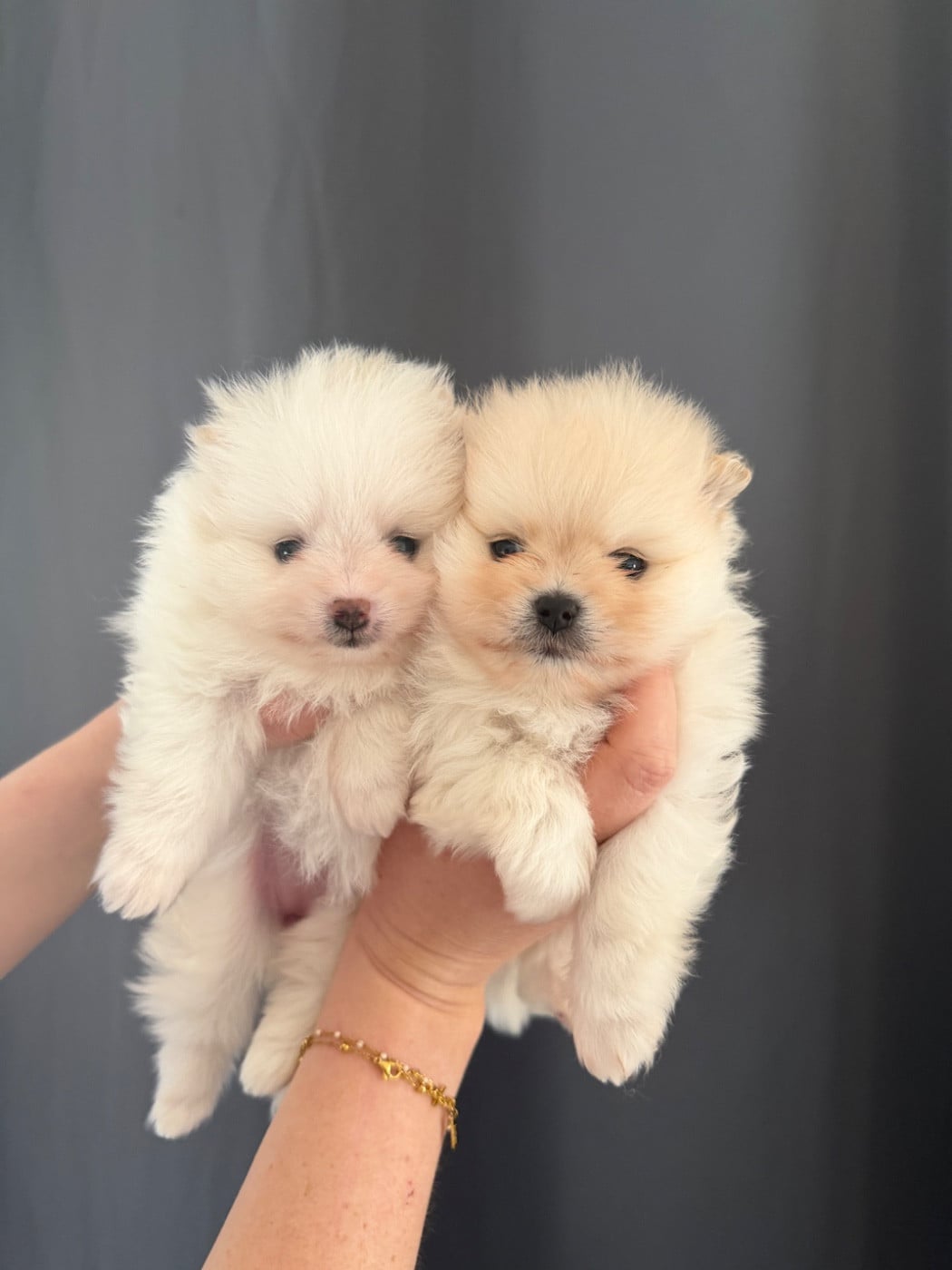 Spitz allemand - Au Royaume Des B