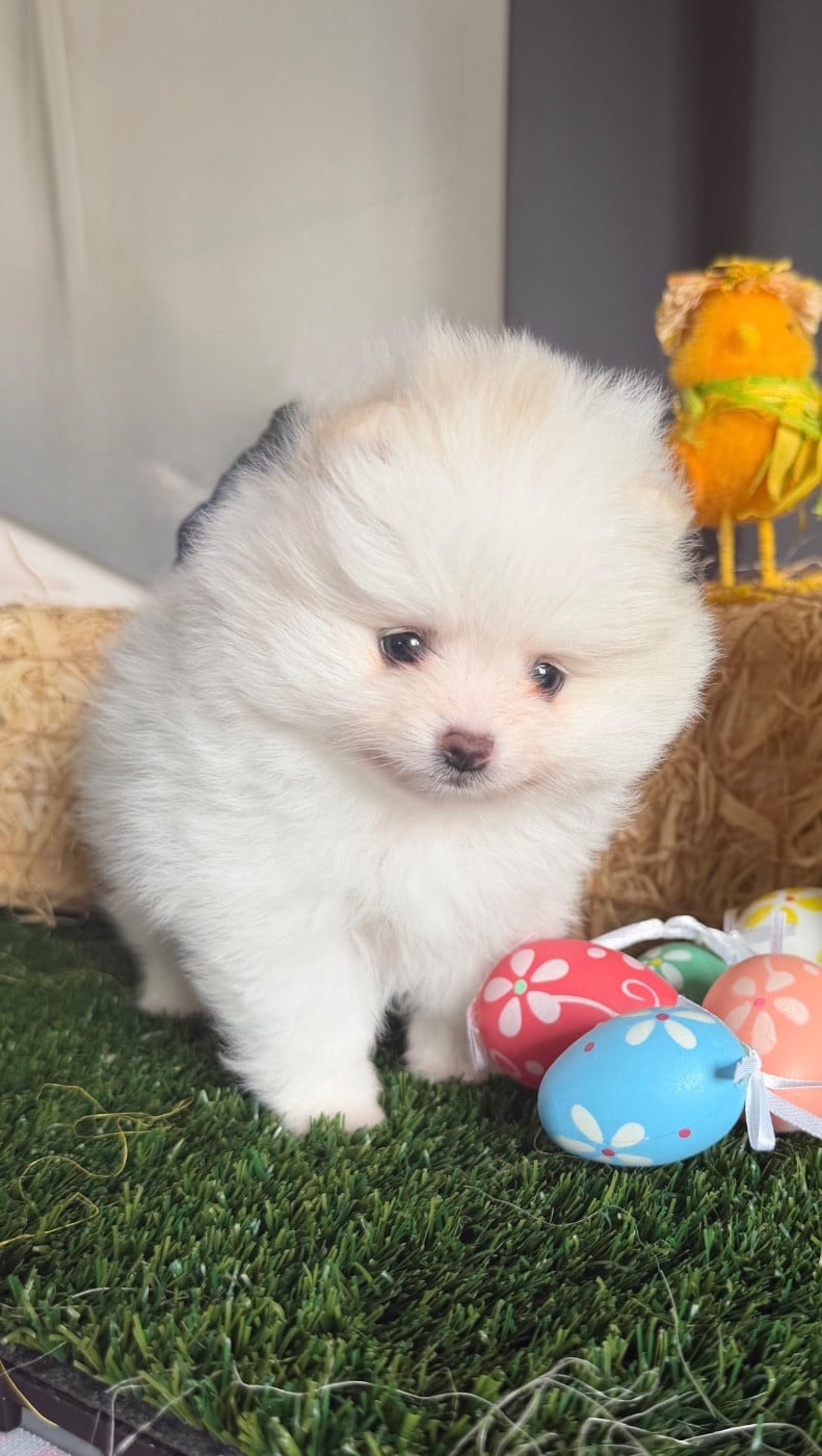 Spitz allemand - Au Royaume Des B