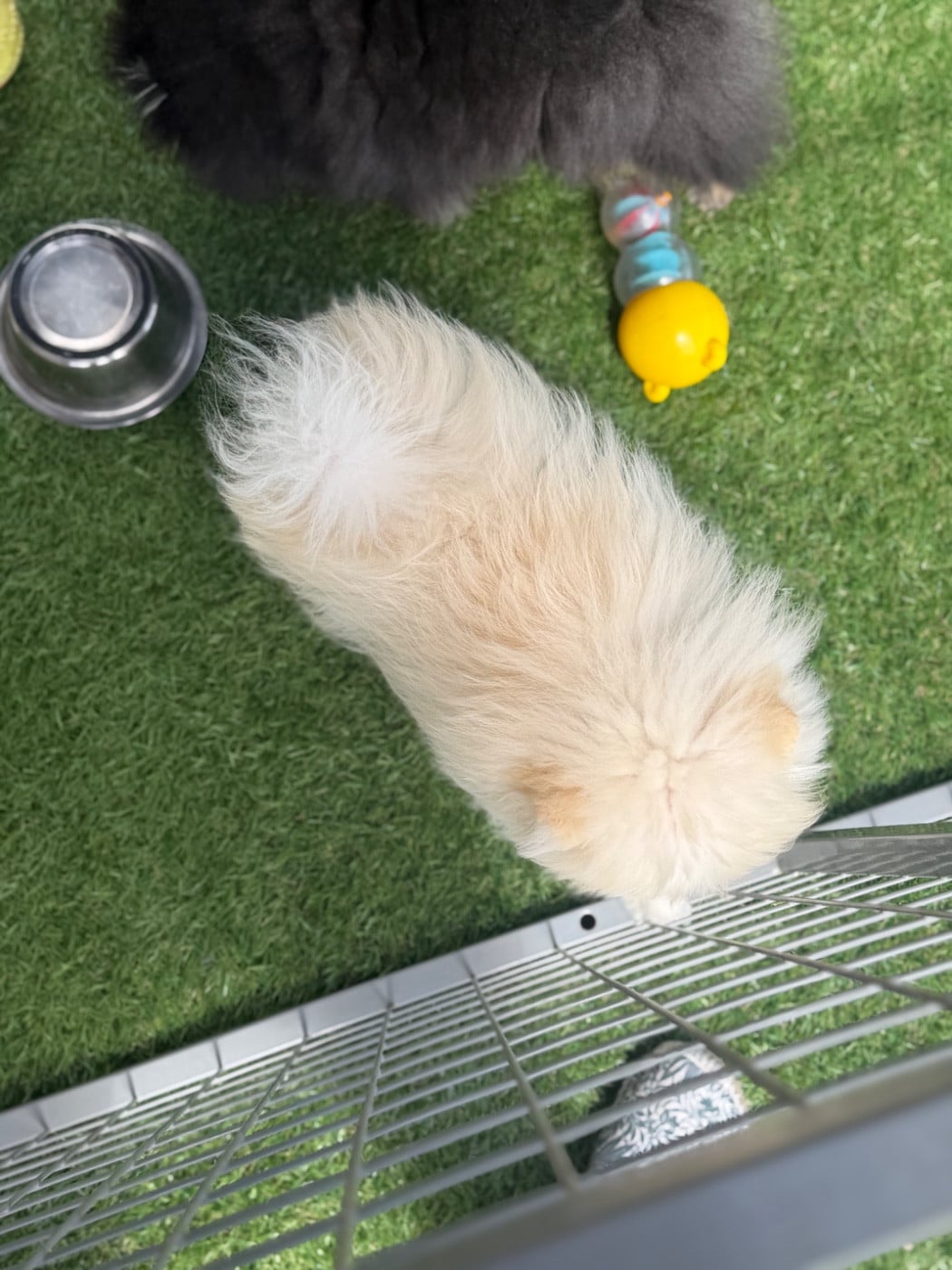 Bosco