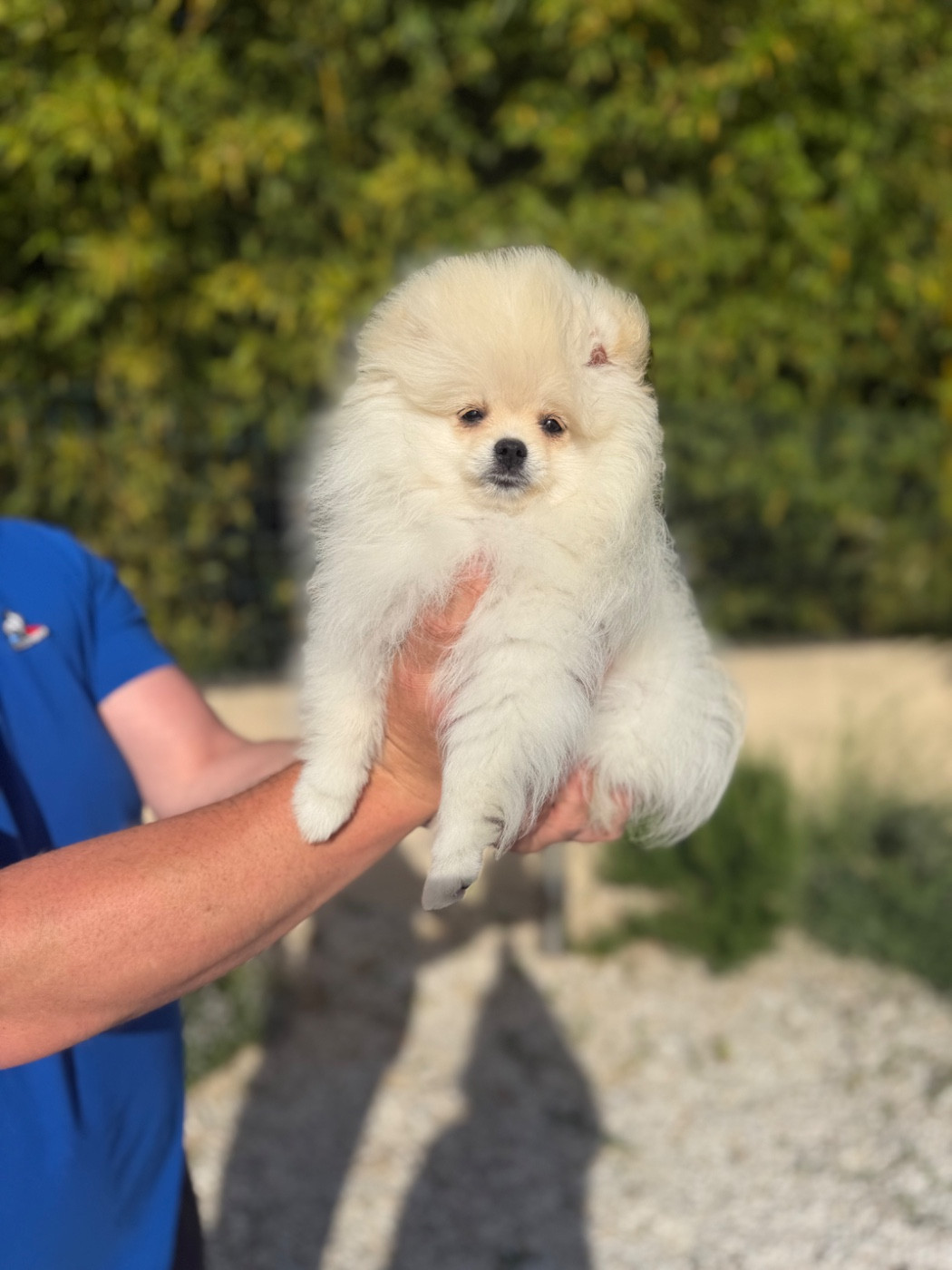 Bosco