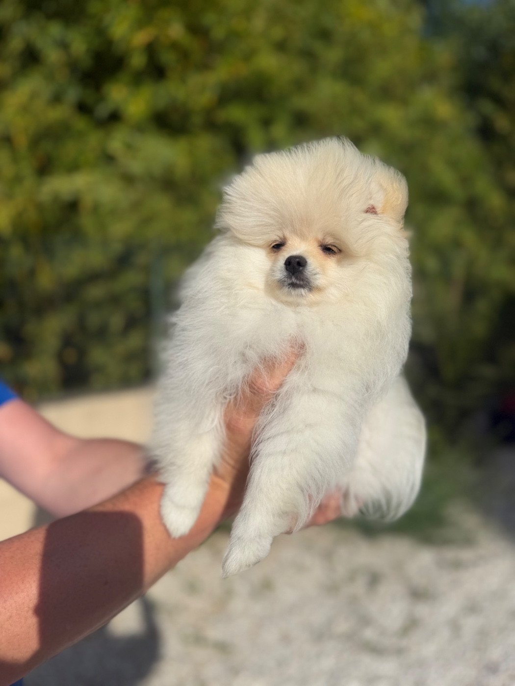 Bosco