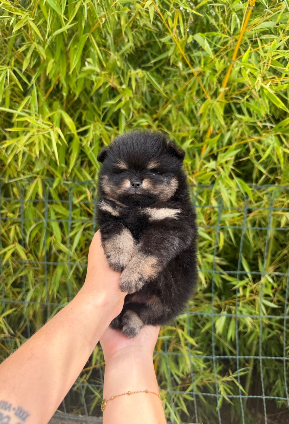 Chiot N°1