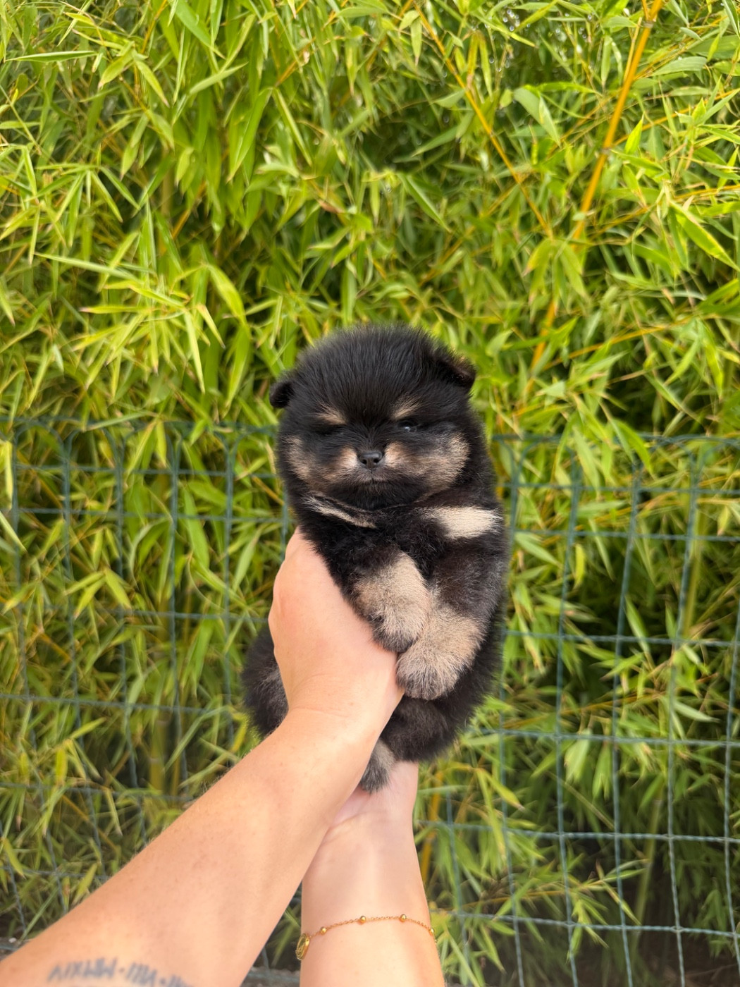 Chiot N°1