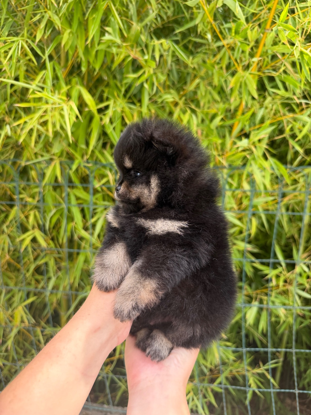 Chiot N°1